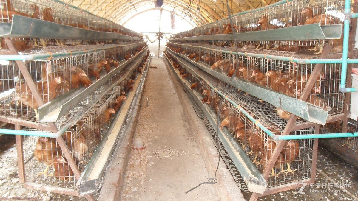 蛋鸡标准化规模养殖场建设及生产技术规范