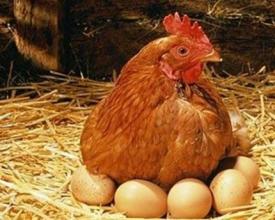 蛋鸡预产期的饲养管理